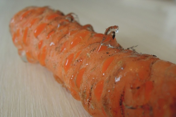 Морковь замерзла при хранении на балконе: что делать?
