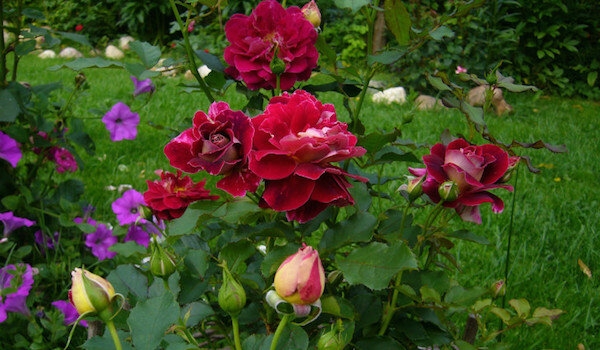 Полезные соседи для роз: что лучше всего посадить рядом с цветами?