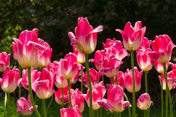Как замаскировать отцветшие нарциссы и тюльпаны? Луковичные цветы (нарциссы, тюльпаны, лилии, крокусы, гиацинты) – настоящее украшение нашего весеннего сада, поэтому их всегда хочется посадить на самом видном месте.