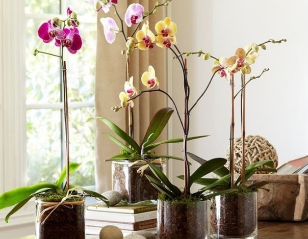 Содержание орхидей зимой. 15 полезных советов.