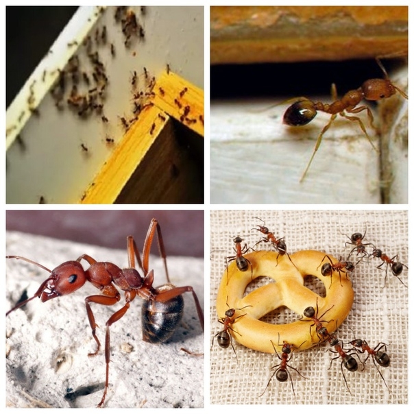 Как бороться с муравьями в доме