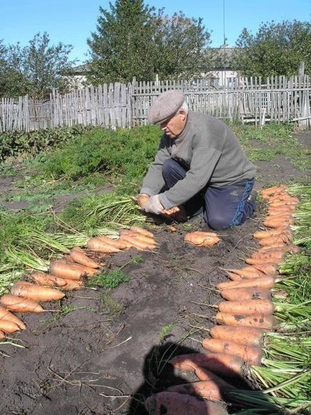Чтобы урожай моркови был чистым, без всевозможных гнилей, болезней!
