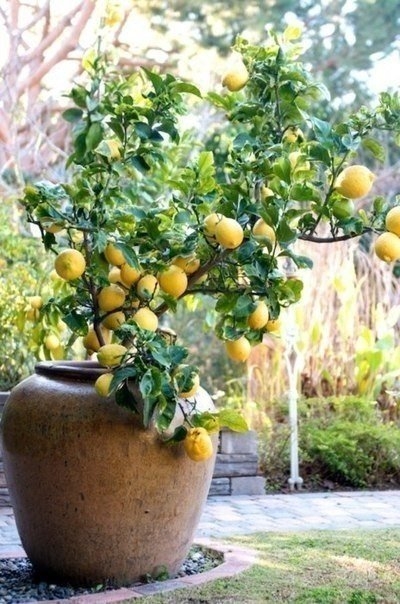 Разведение лимонов дома.