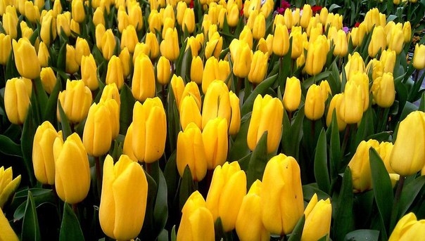 Что может быть прекраснее, чем распустившиеся головки тюльпанов на настоящих полях Голландии?