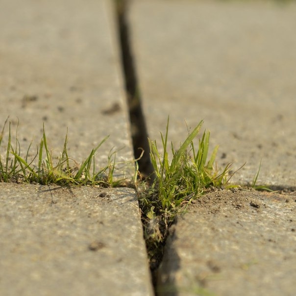4 способа избавиться от травы между тротуарными плитками