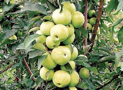 Как правильно ухаживать за яблонями, чтобы сохранить и увеличить урожай яблок.