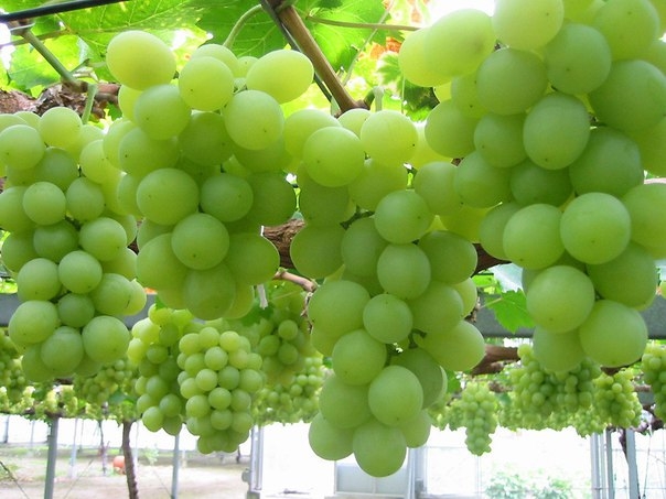 Как получить большой и качественный урожай винограда.