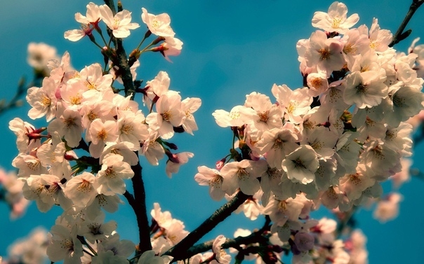Кратко о том, почему плохо цветут и плодоносят вишни