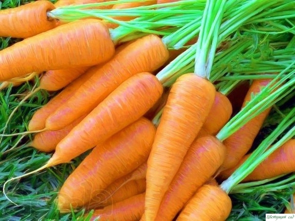 Эффективный способ посева моркови.