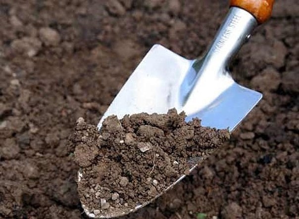Как моментально определить кислотность почвы на участке?