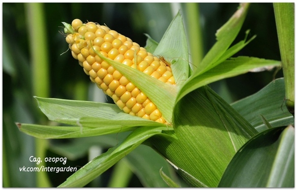 Как правильно посадить кукурузу