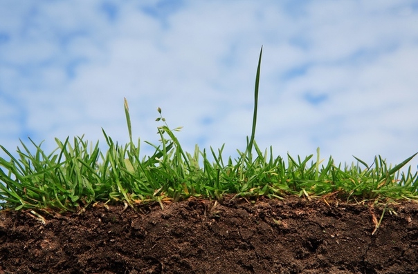 Как быстро определить кислотность почвы на участке?