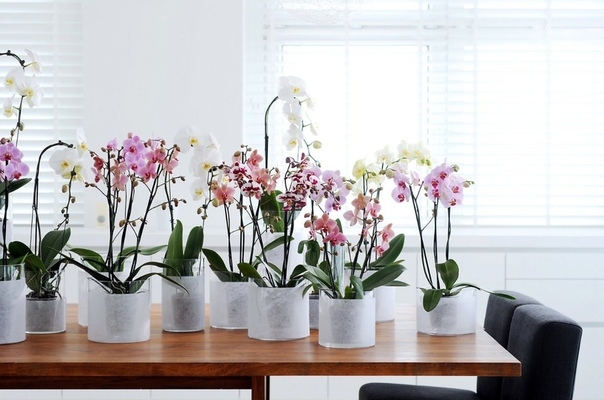 Один важный секрет выращивания орхидеи
