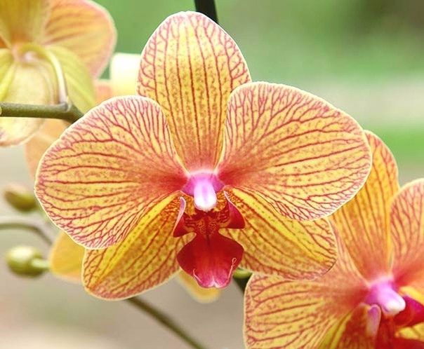 6 простых правил орхидеистов. КОРОТКО И ЯСНО!