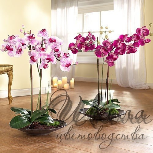 Ёмкости для выращивания орхидей.