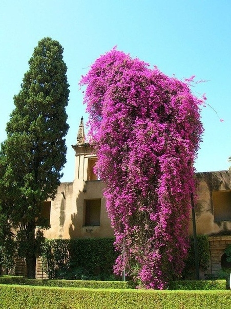 Бугенвиллея – растение для украшения архитектуры.