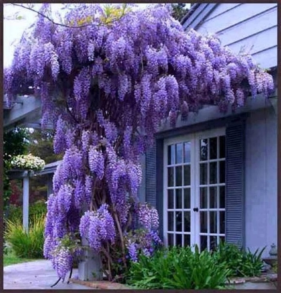 Глициния, или вистерия (лат. Wisteria)