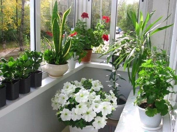 Как помочь комнатным растениям в жару.