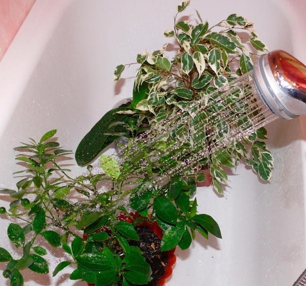 Горячий душ для комнатных растений.