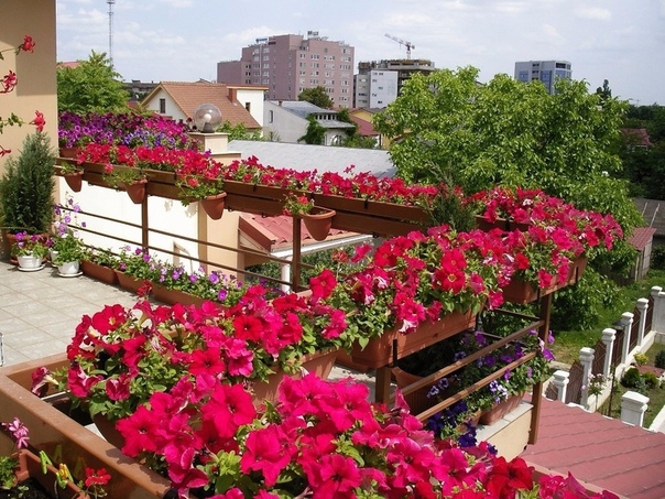 КАКИЕ ЦВЕТЫ ПОСАДИТЬ НА БАЛКОНЕ: подбираем садовые растения для оформления балконов разной степени освещенности