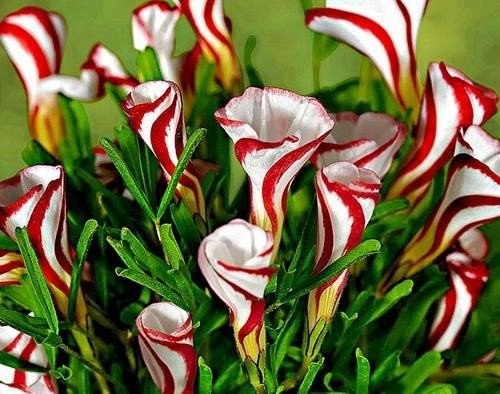 Карамельный цветок. Оксалис версиколор.