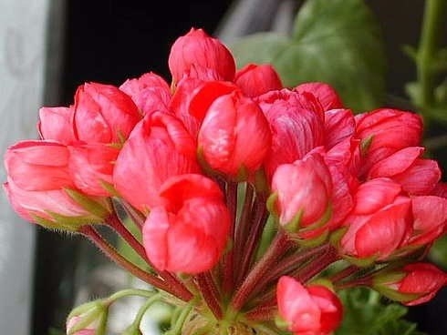 Пеларгонии Тюльпановидные - Tulipa pelargonium