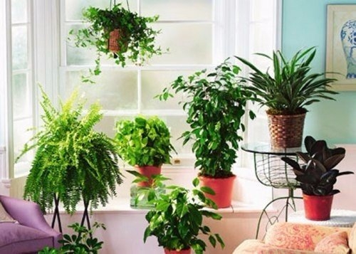 12 способов удобрить домашние растения БЕЗ ХИМИИ!