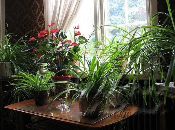 Ещё несколько способов удобрить домашние растения БЕЗ ХИМИИ!!!!