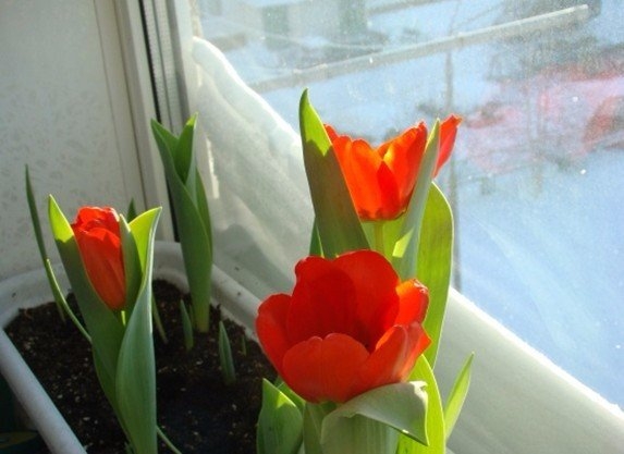Как заставить тюльпаны цвести среди зимы