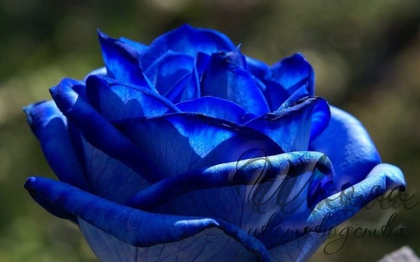 Откуда появились синие розы