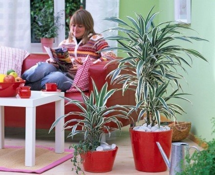 Лучшие 6 растений для очистки воздуха внутри помещения.