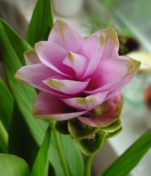 Сиамский тюльпан(куркума)