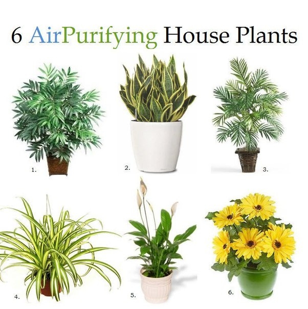 Топ-6 комнатных растений, улучшающих качество воздуха! Запоминайте!:)