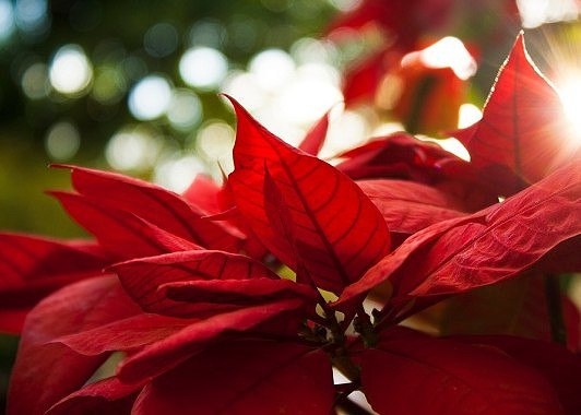 Пуансеттия, еще этот цветок называют Рождественская звезда — очень популярное домашнее растение, которое цветет в зимние праздники.