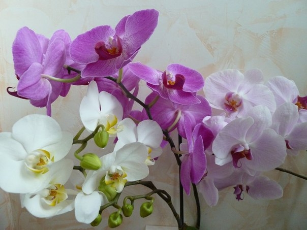 Влияние температуры на цветение орхидеи.