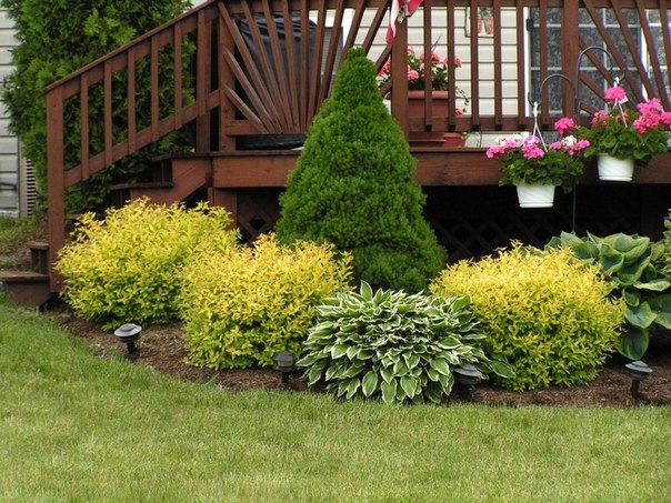 Советую украсить ваш сад декоративными кустарниками