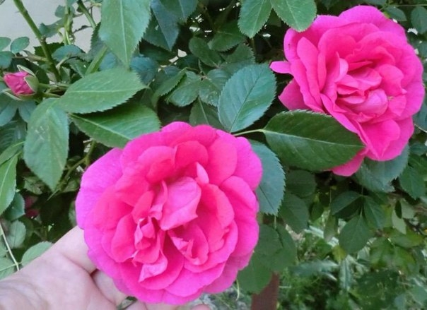 Кормлю свои розы правильно – и наслаждаюсь богатым цветением