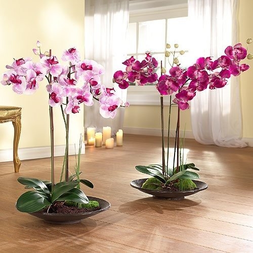 Как нужно поливать орхидею