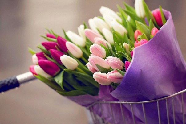 8 советов по уходу за тюльпанами после цветения