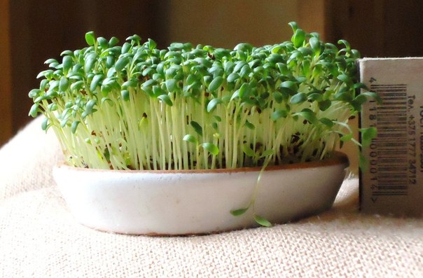 Как вырастить кресс-салат на подоконнике