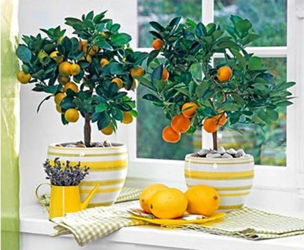 Так почему же опадают листья у лимона?