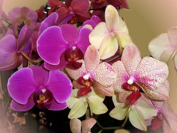 Почему у орхидеи гниют корни?