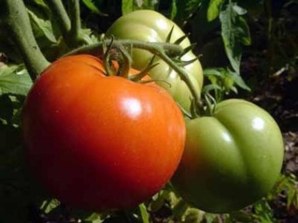 Как получить крупные плоды томатов.
