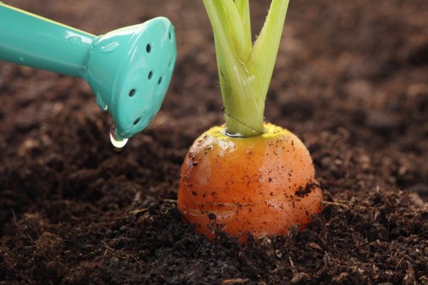 Морковные секреты в копилку огородника