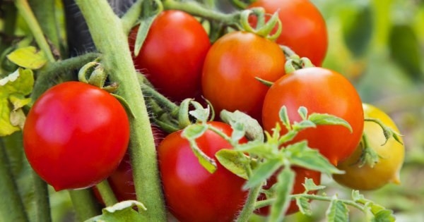 Как вырастить многолетние томаты