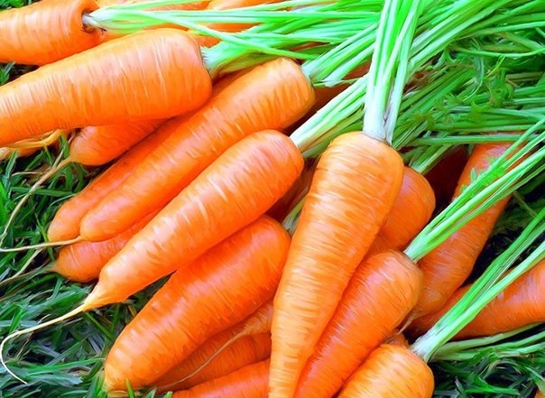 Морковные секреты в копилку садовода.
