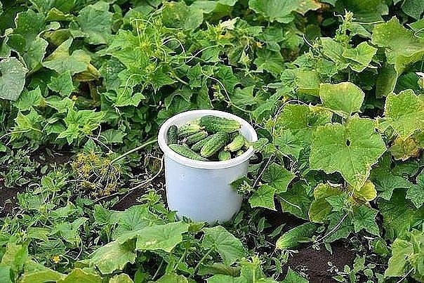 Как выращивать огурцы – пошаговая инструкция для начинающих: