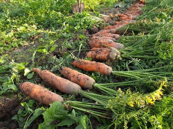 Секреты ухода за морковью