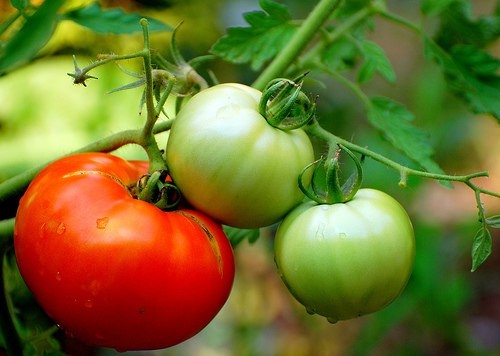 10 ЗАПОВЕДЕЙ при выращивании томатов!