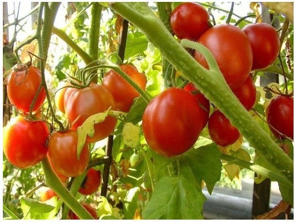 Чего нельзя делать при выращивании помидоров.